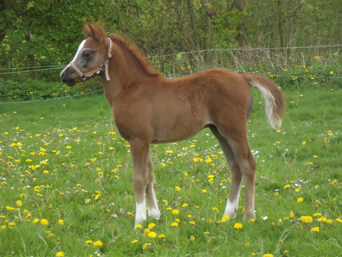 Welsh Pony (sec B) stud moon`s lucky moon  billede 16