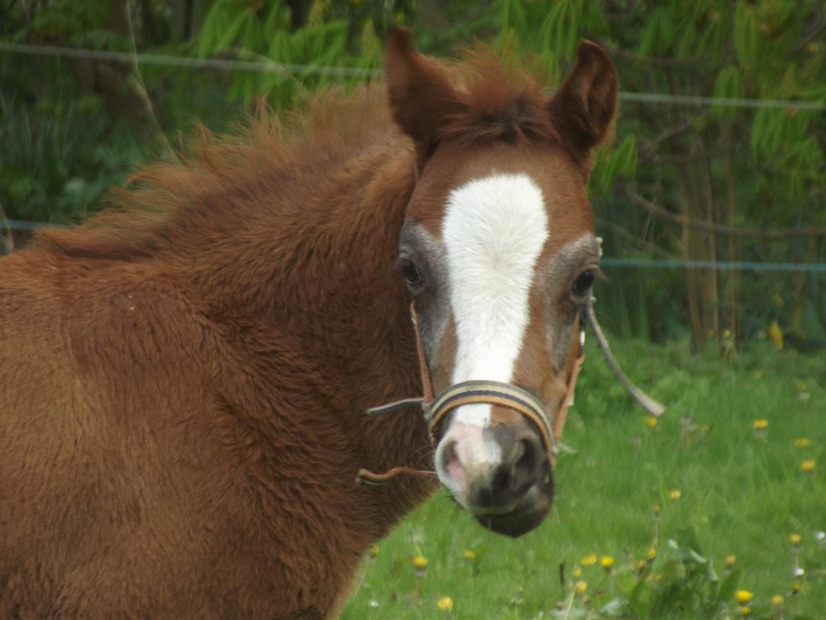 Welsh Pony (sec B) stud moon`s lucky moon  billede 17