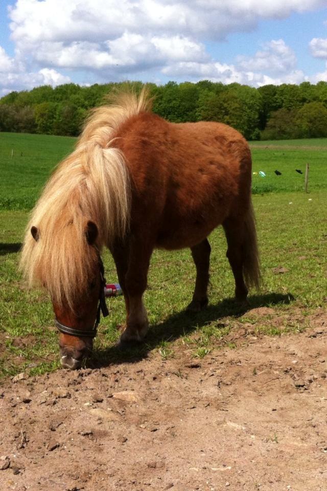 Shetlænder Bette fnug billede 7