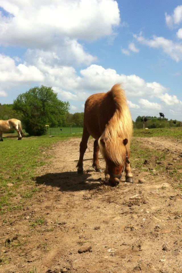 Shetlænder Bette fnug billede 4