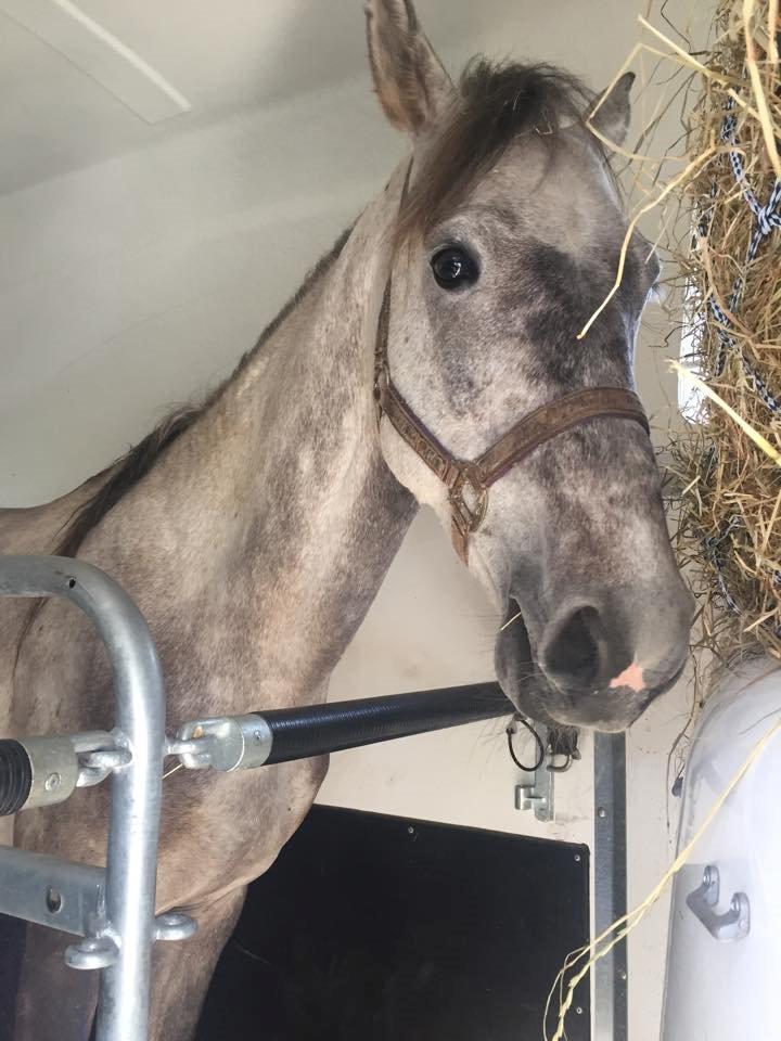 Holstener Calimeró billede 9