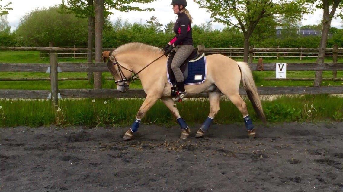 Fjordhest Ecko Frølunde billede 18