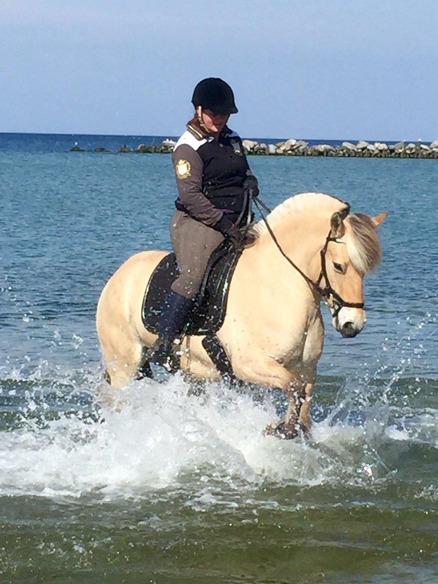 Fjordhest Højgårds Hilva billede 15