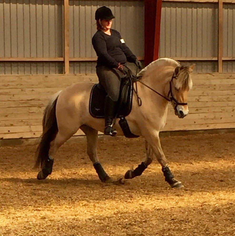 Fjordhest Højgårds Hilva billede 19