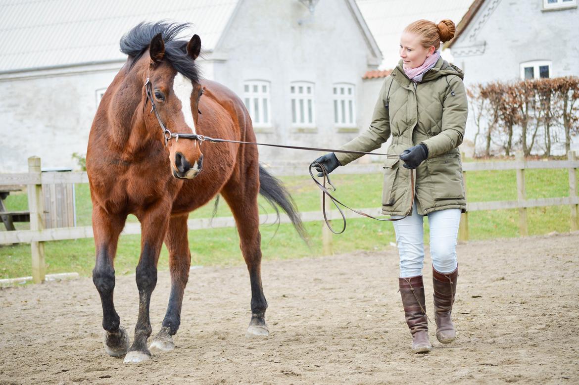 Anden særlig race Chakira billede 2