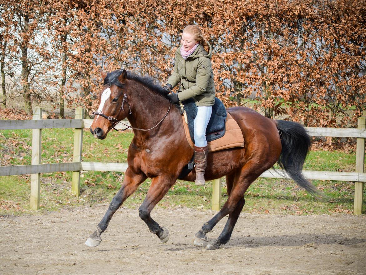 Anden særlig race Chakira billede 1