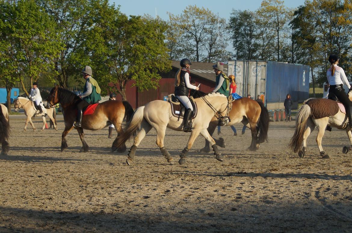 Fjordhest Thor Lysholm billede 4