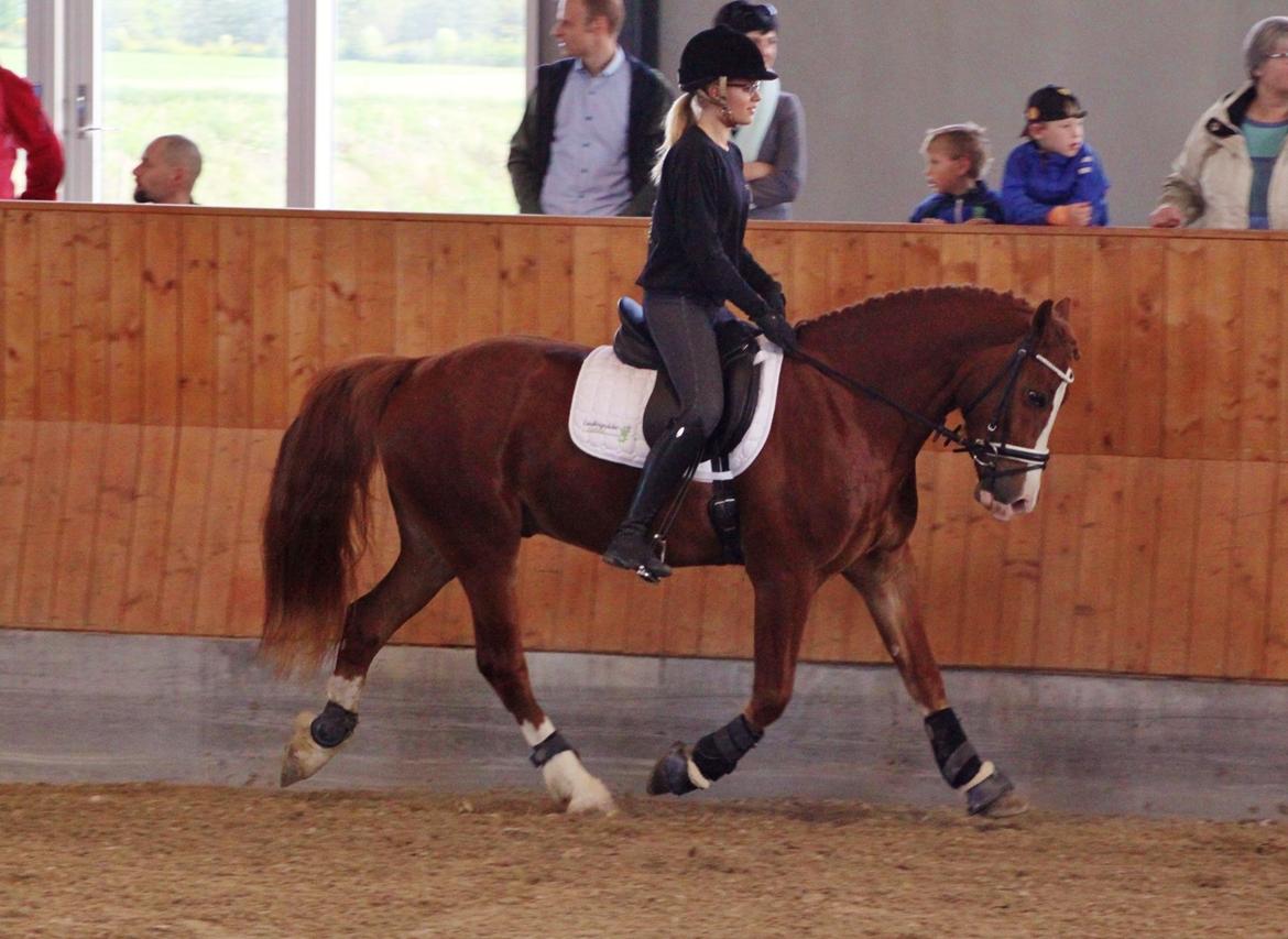 Welsh Cob (sec D) Haymo's Avador (aka. Lille Røde) billede 11