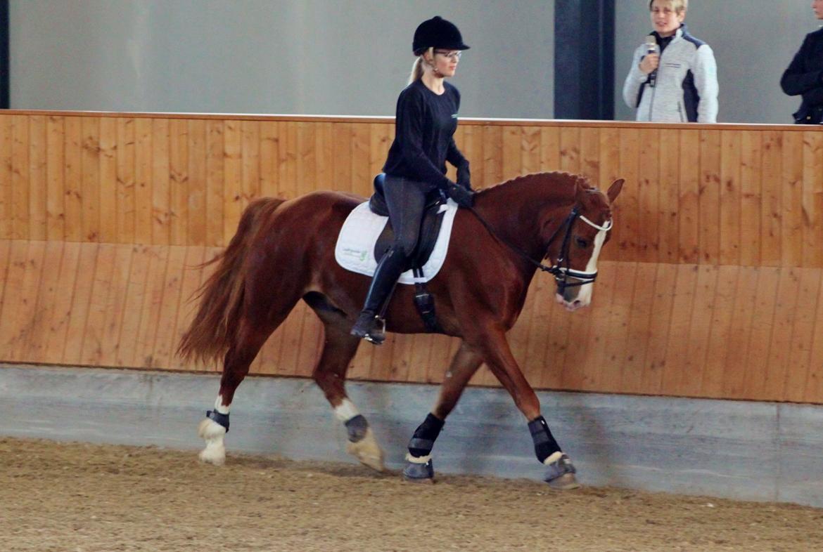 Welsh Cob (sec D) Haymo's Avador (aka. Lille Røde) billede 21