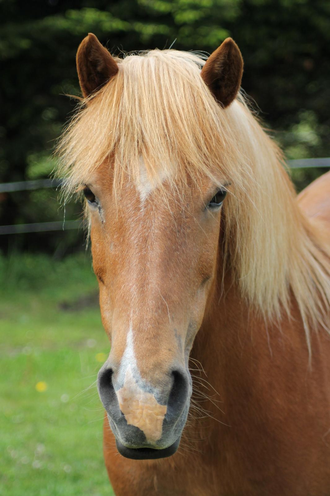 Islænder Sóley fra Espenhøj billede 7