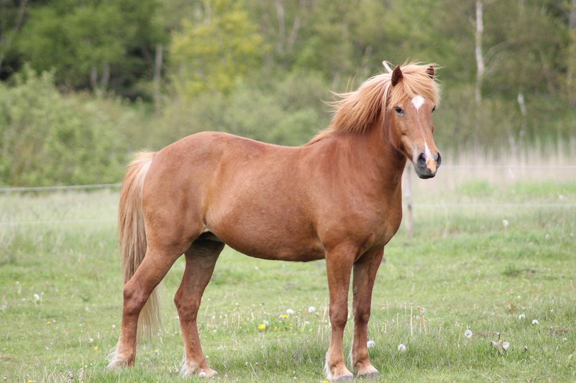 Islænder Sóley fra Espenhøj billede 1