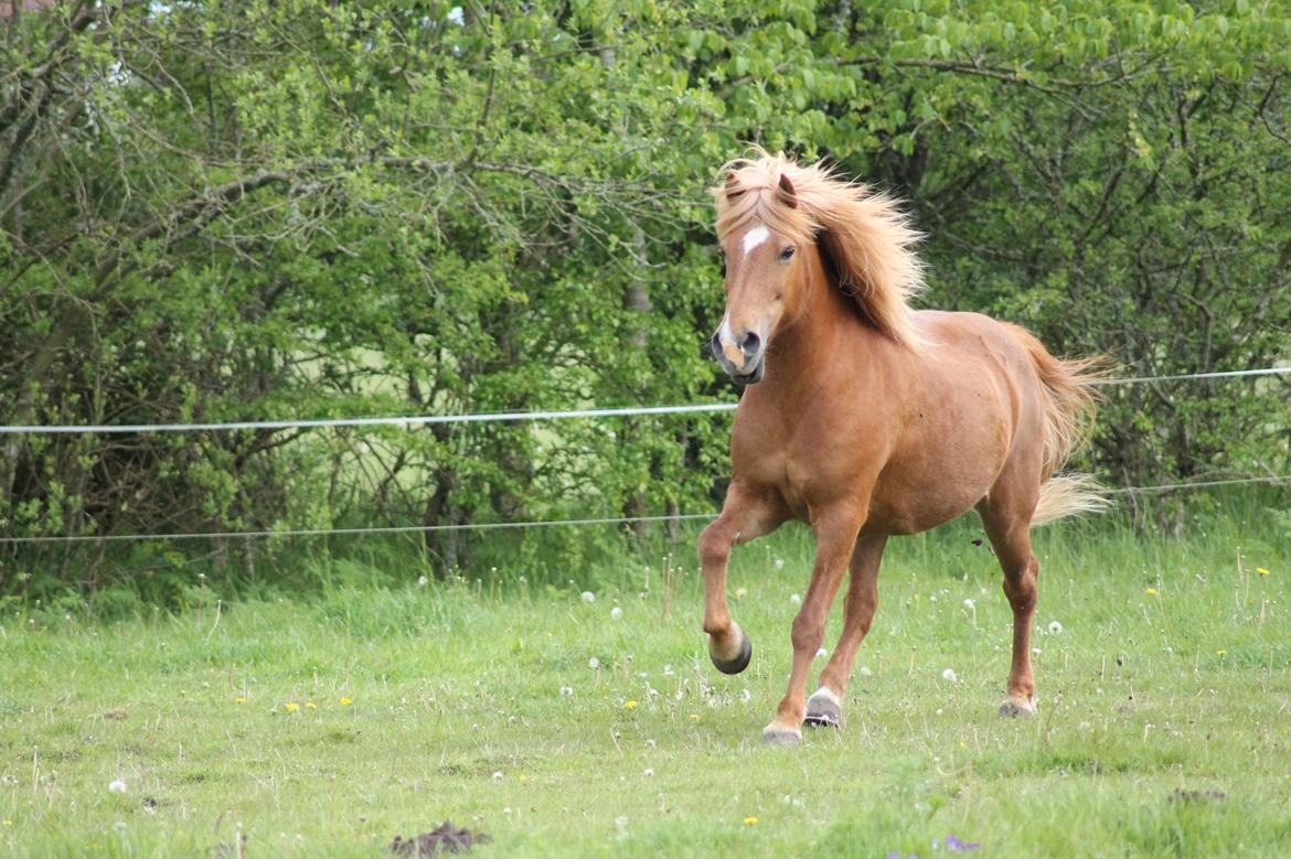 Islænder Sóley fra Espenhøj billede 12