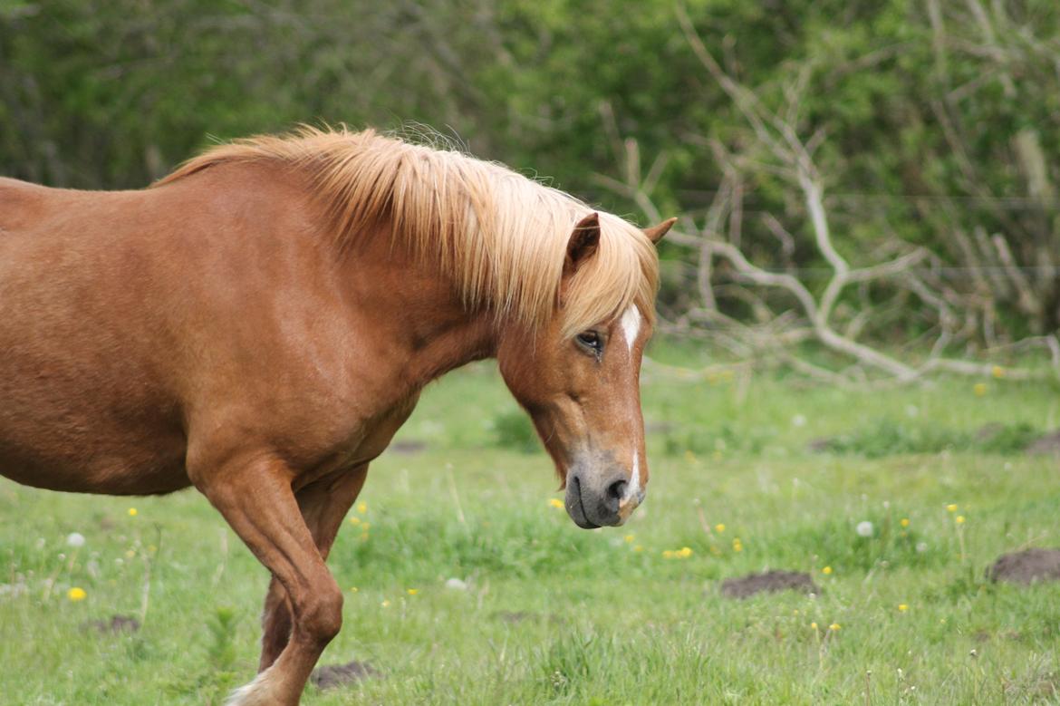 Islænder Sóley fra Espenhøj billede 15