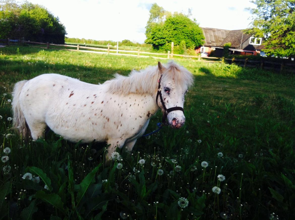 Anden særlig race Coco billede 8