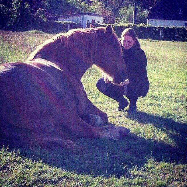 Schleswiger William billede 10