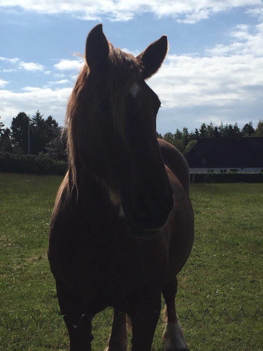 Schleswiger William billede 16