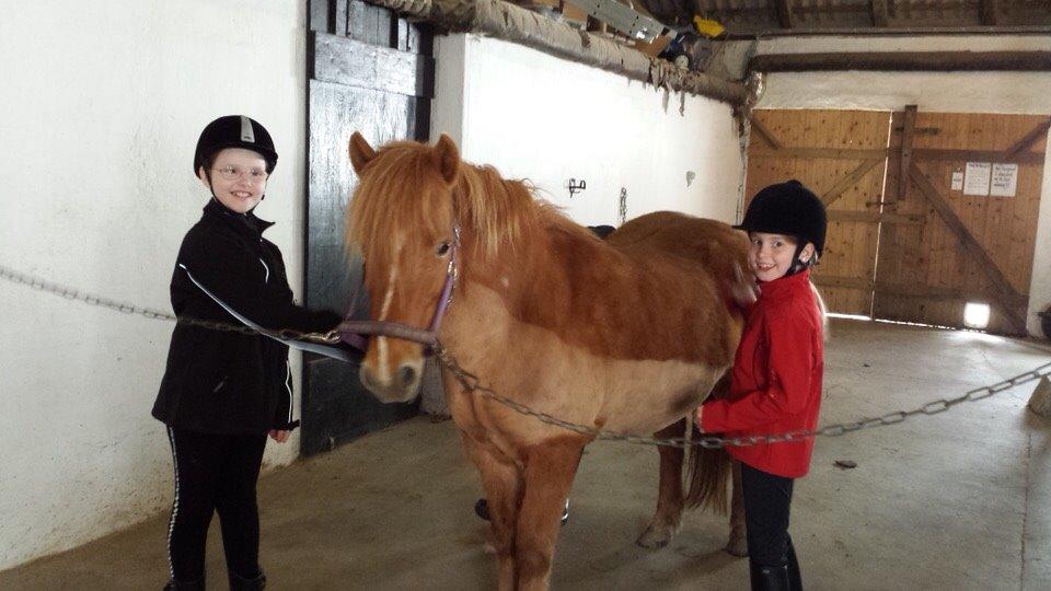 Islænder Alina billede 7