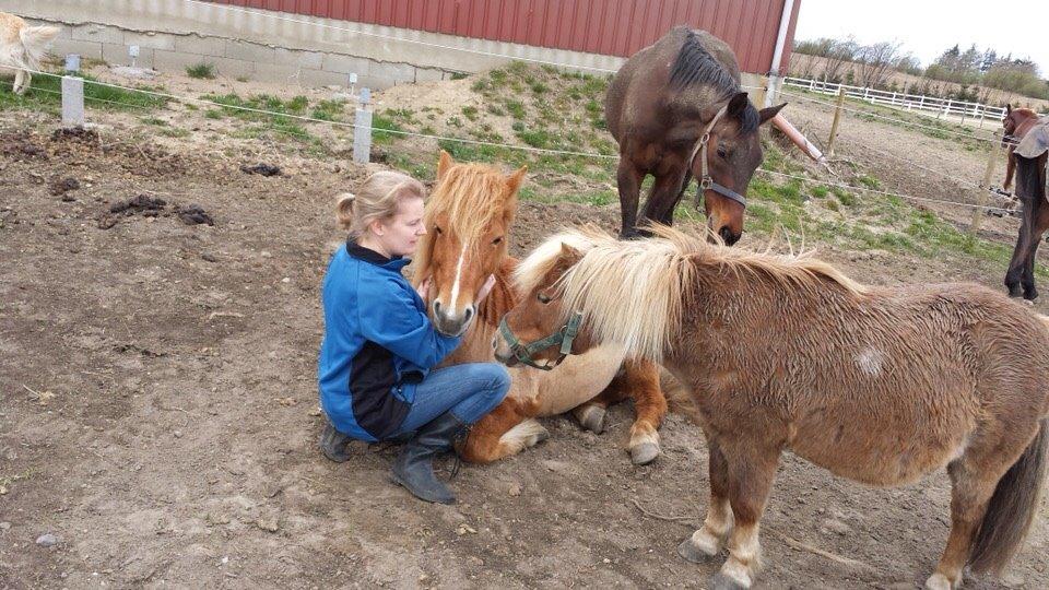 Islænder Alina billede 6