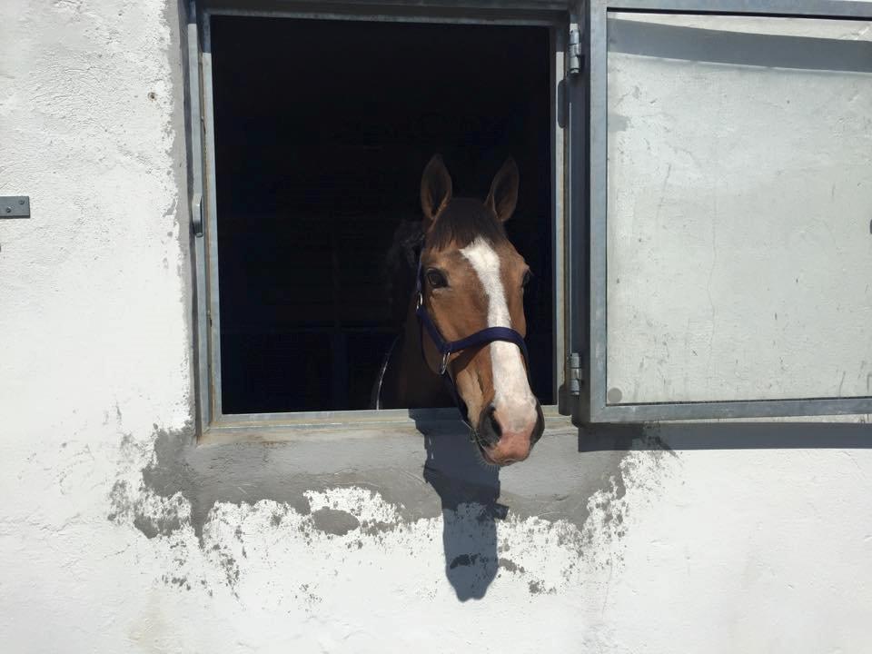 Irsk Sportspony Mystic Sandy - smukke <3 billede 11