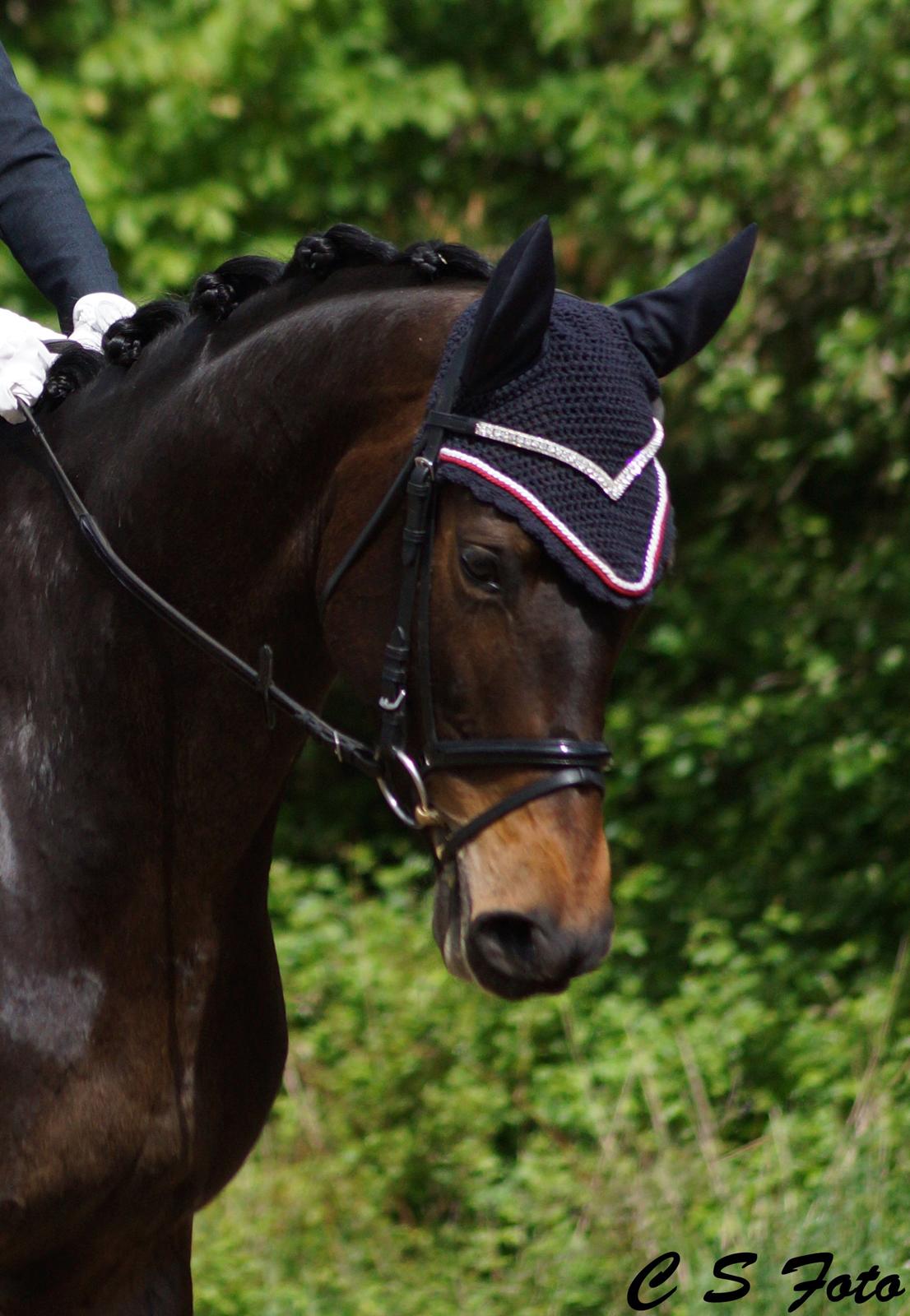 Trakehner Herbstmenuet billede 1