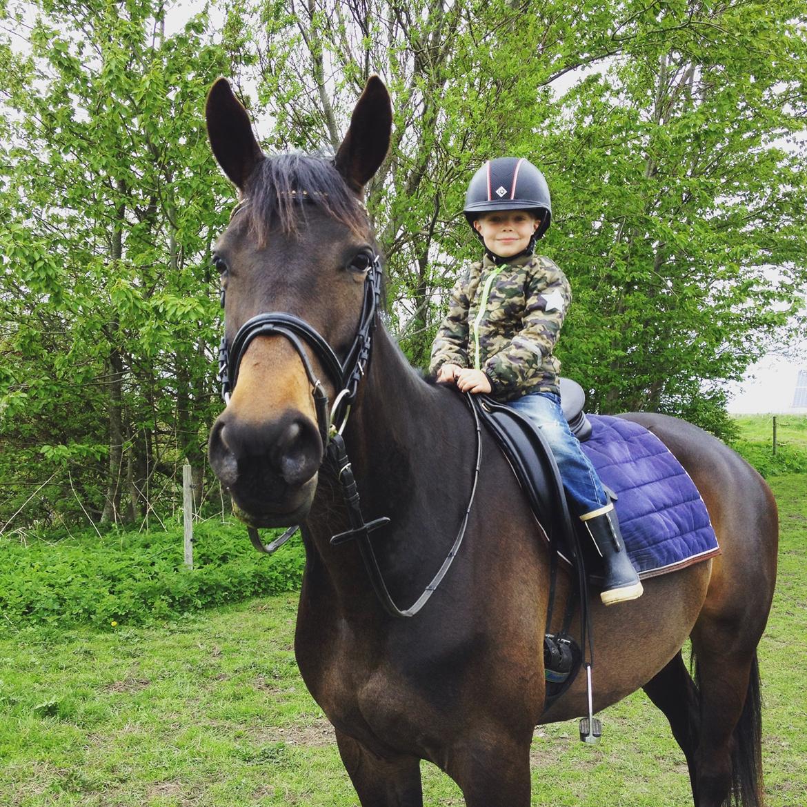 Trakehner Herbstmenuet billede 17