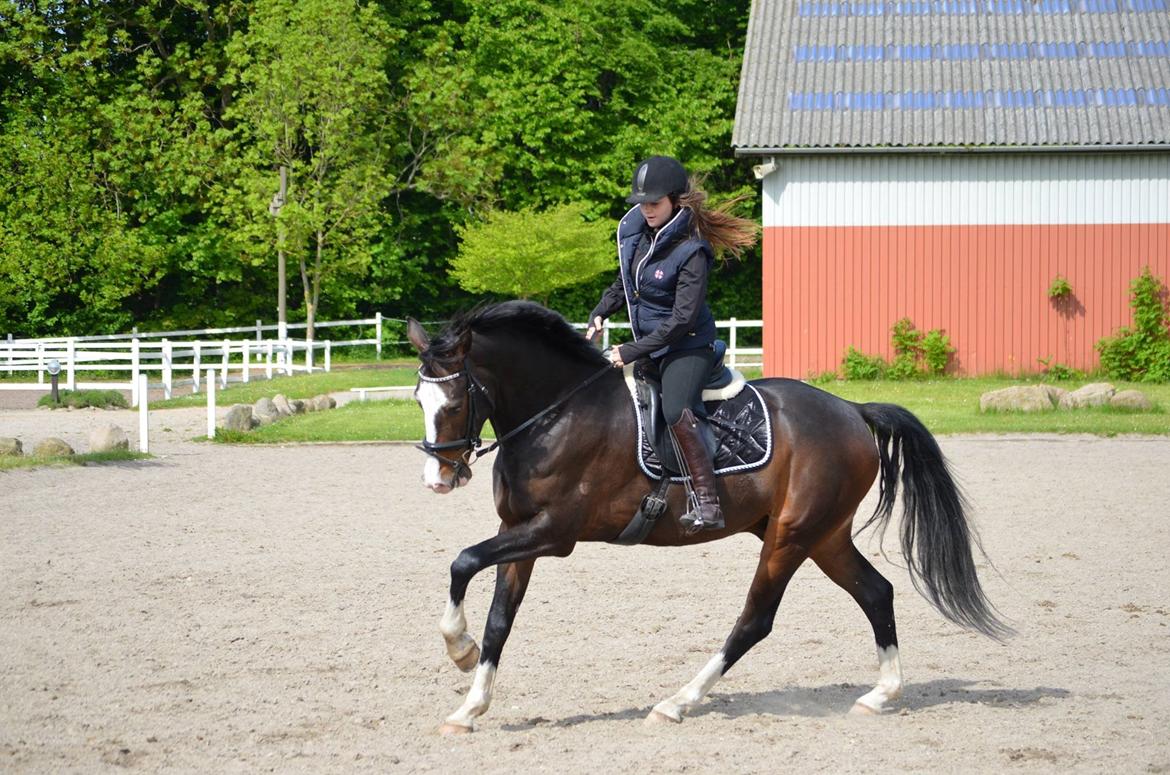 Hollandsk Varmblod Cor De Leandre billede 11