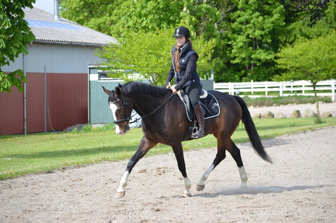 Hollandsk Varmblod Cor De Leandre billede 1