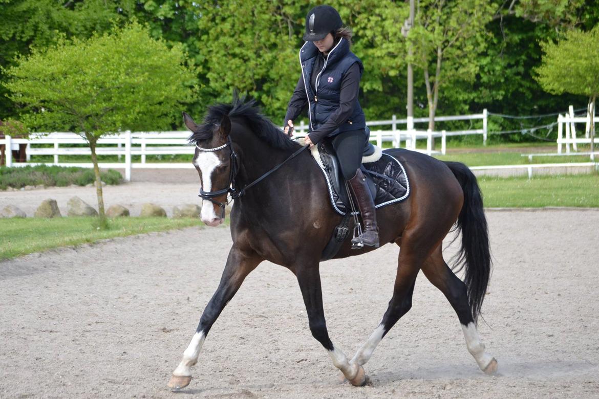 Hollandsk Varmblod Cor De Leandre billede 12