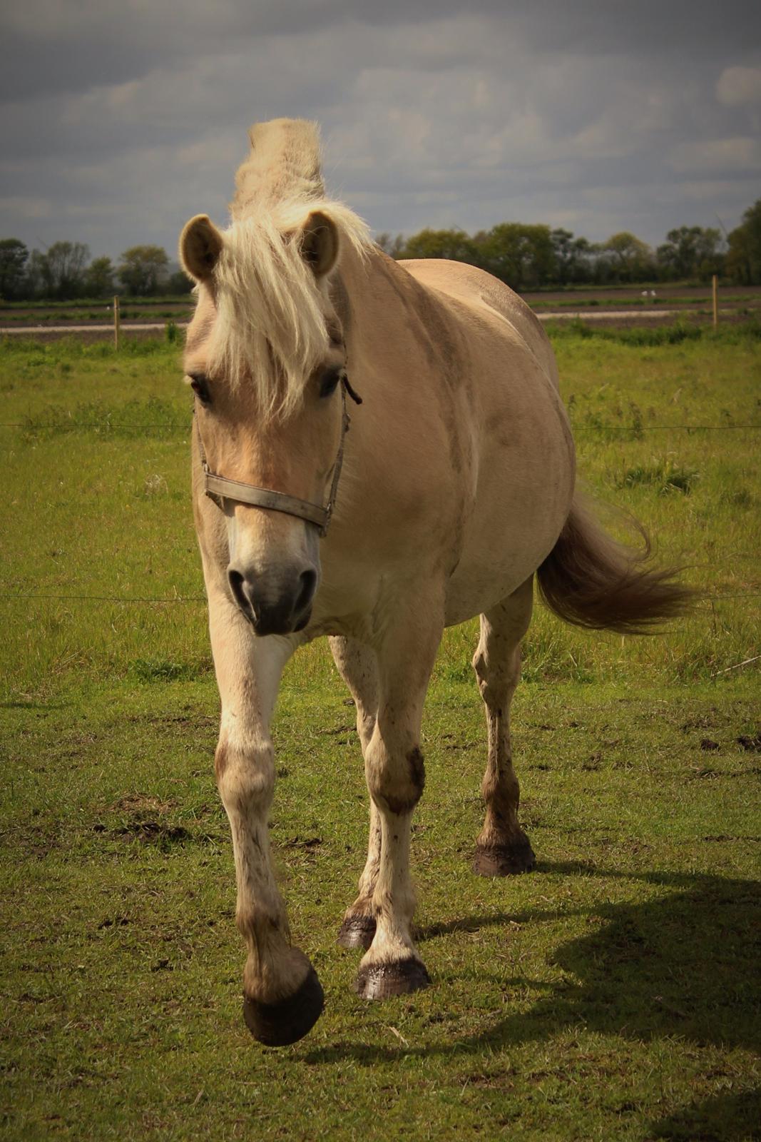 Fjordhest Oyvind møldrup - Taget af: Sabrina Christensen ( mig) 2015 billede 16