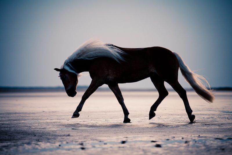 Haflinger WELTENSTOLZ - Billedet er taget af vor-die-linse og flere billeder kan ses på kullagulla.de billede 4