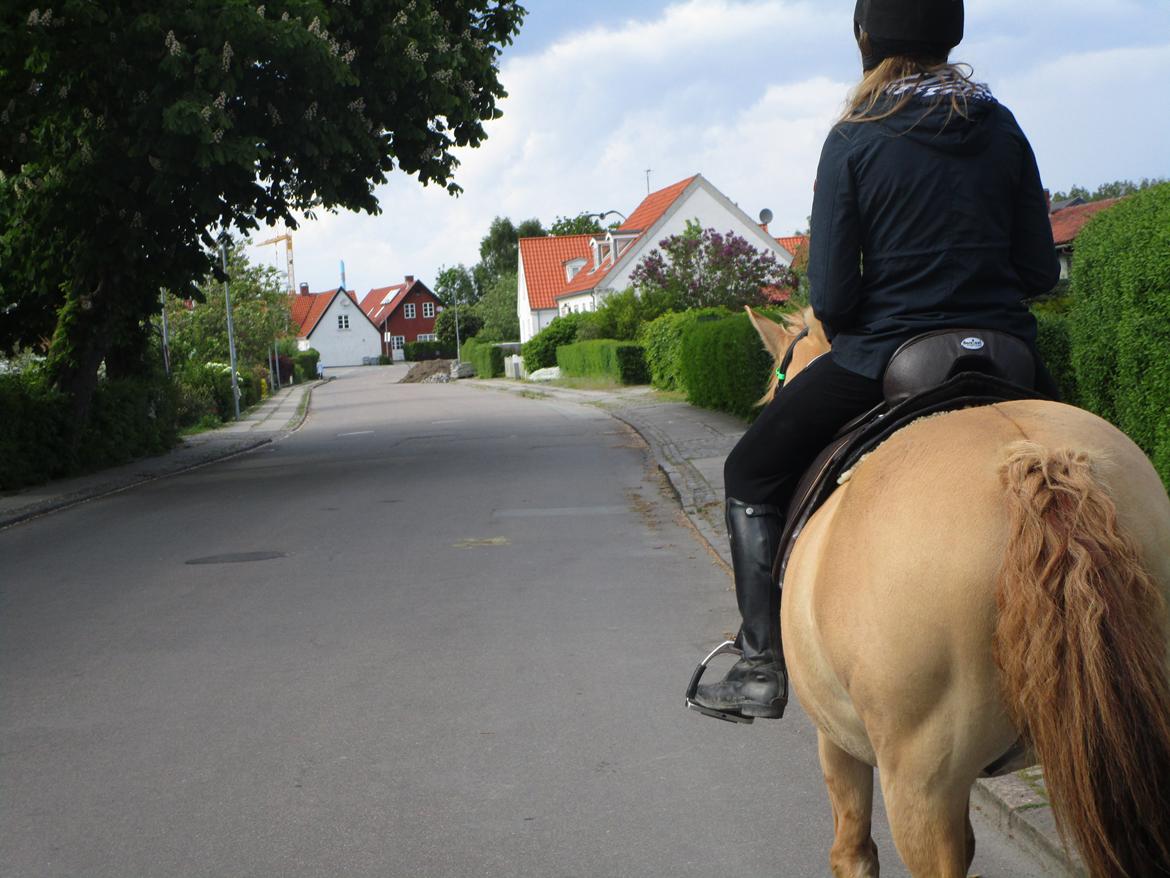 Anden særlig race Armani billede 17