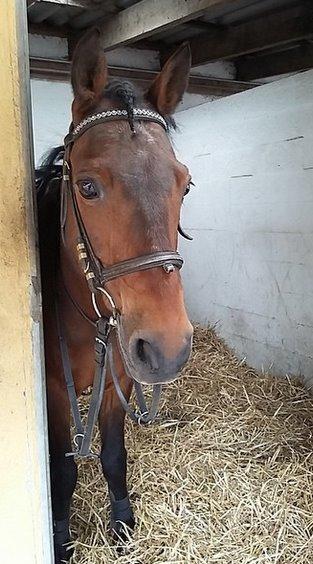 Anden særlig race ~ Jarl  - NYT ~ Klar til spring billede 14