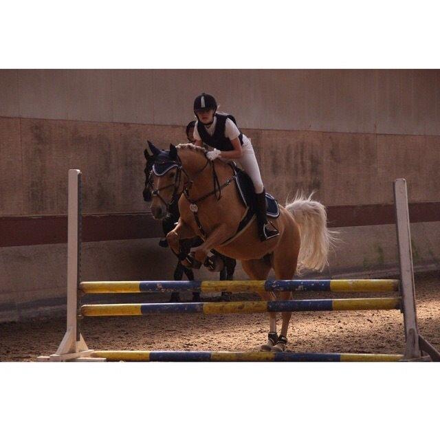 Palomino Klepholms Venus <3 billede 14