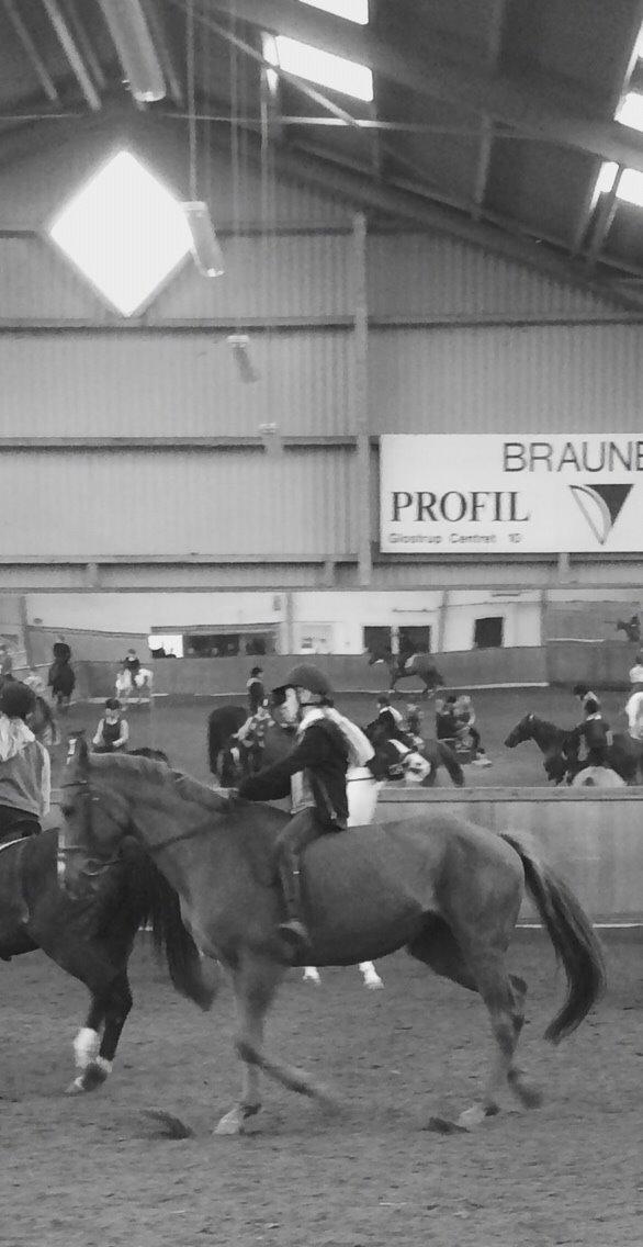 Dansk Varmblod Merry Dance  billede 4