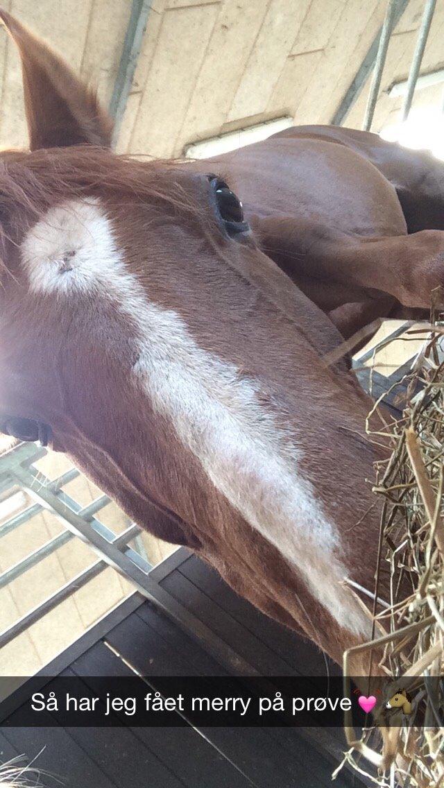 Dansk Varmblod Merry Dance  billede 5