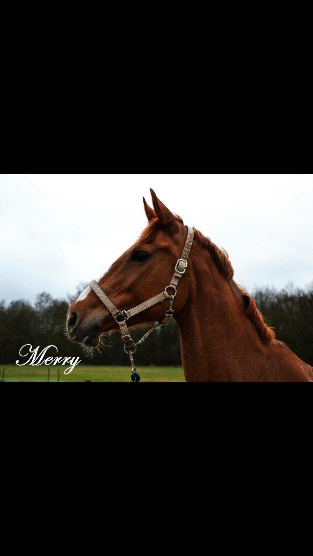 Dansk Varmblod Merry Dance  billede 6