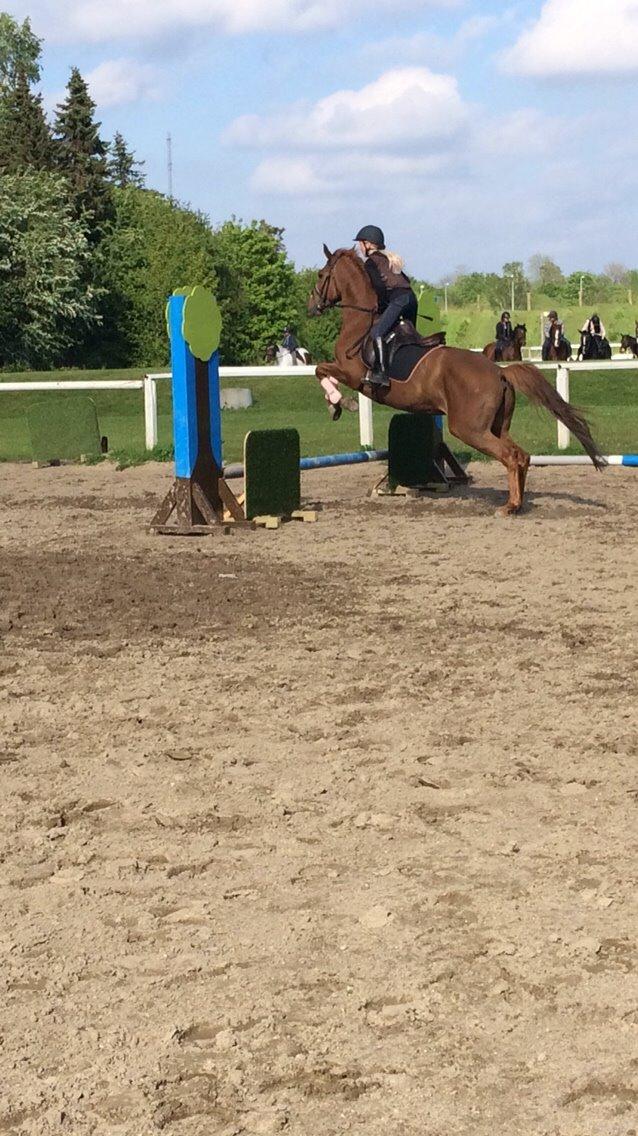 Dansk Varmblod Merry Dance  billede 7