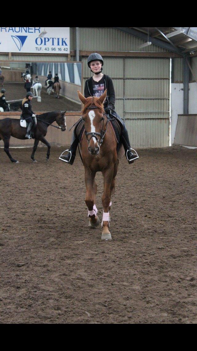 Dansk Varmblod Merry Dance  billede 9