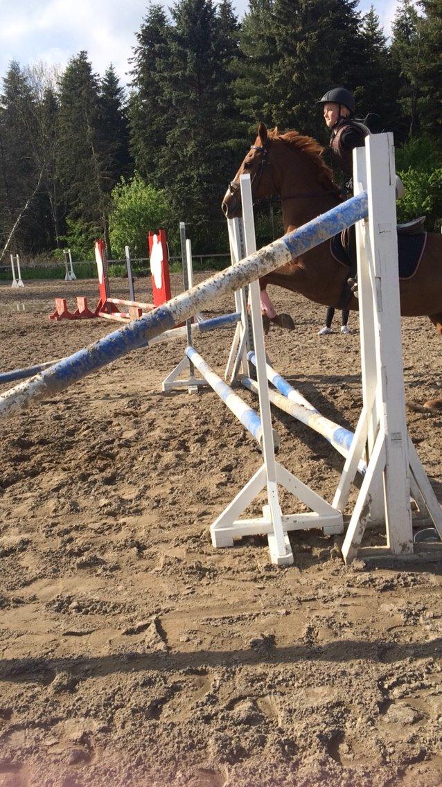 Dansk Varmblod Merry Dance  billede 8