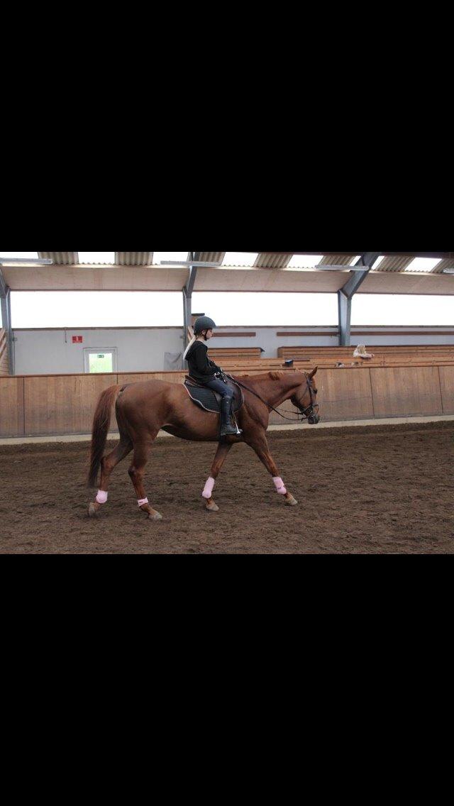 Dansk Varmblod Merry Dance  billede 10