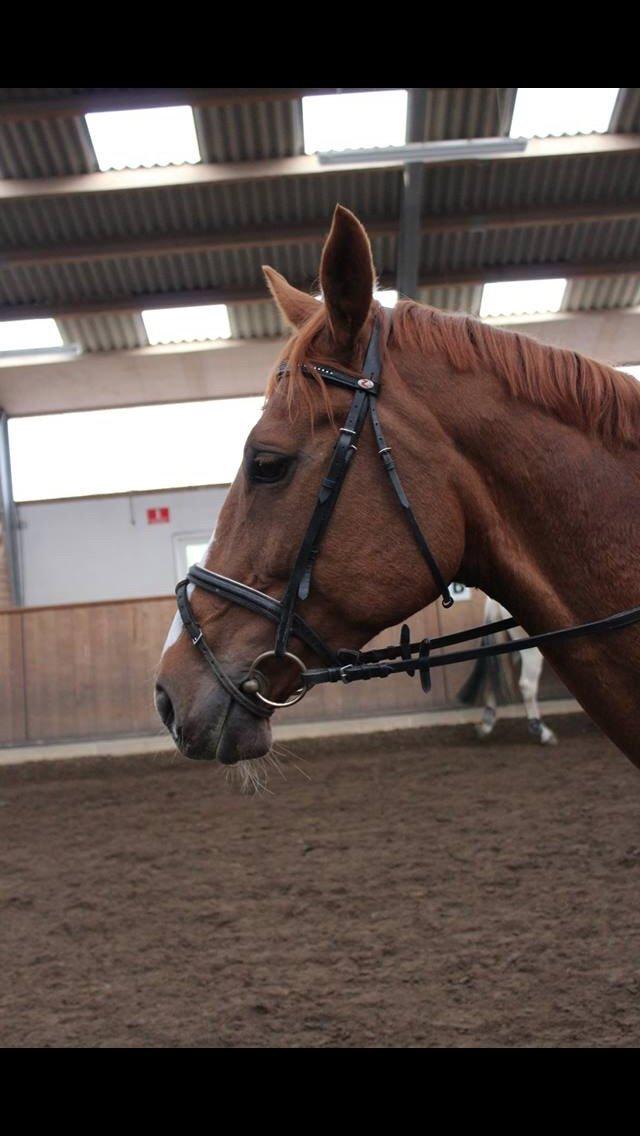 Dansk Varmblod Merry Dance  billede 14