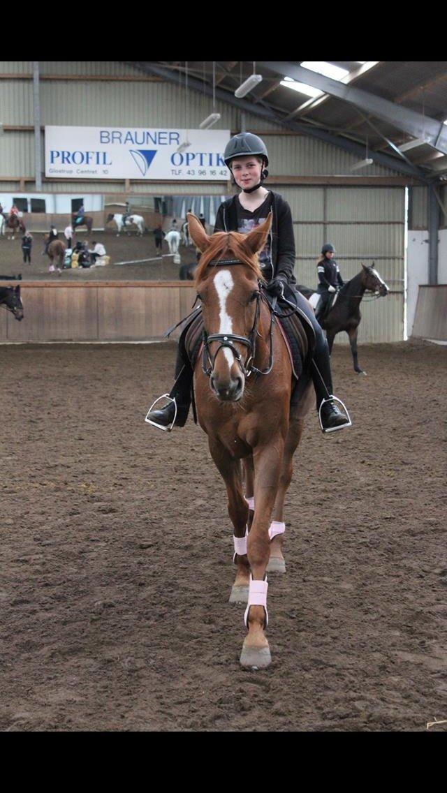 Dansk Varmblod Merry Dance  billede 15