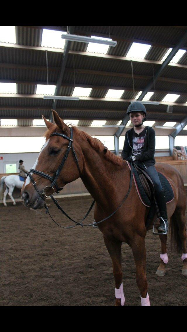 Dansk Varmblod Merry Dance  billede 18