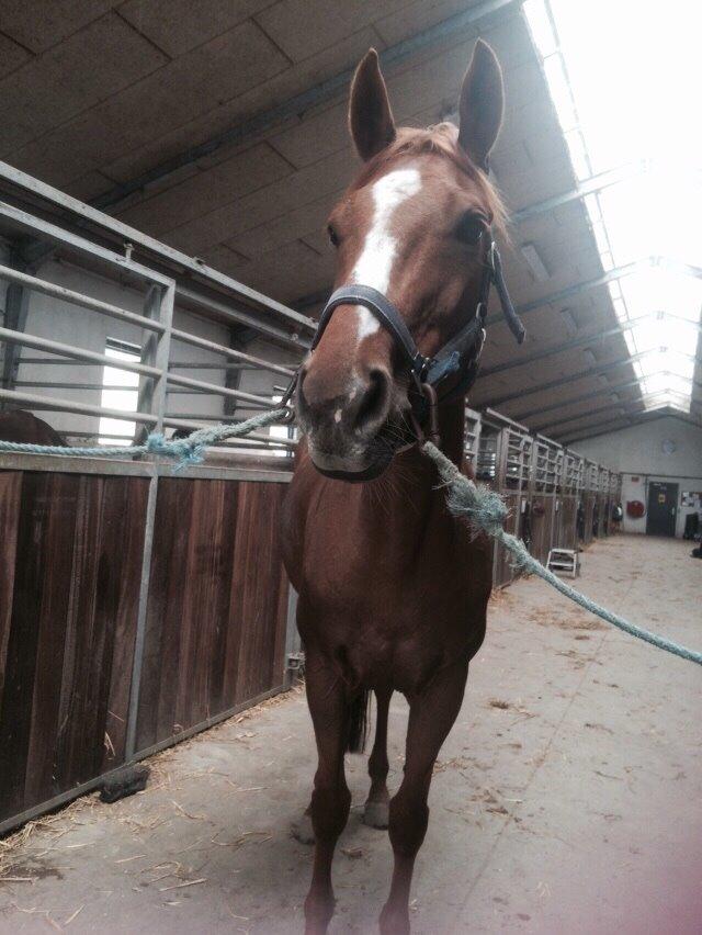 Dansk Varmblod Merry Dance  billede 19