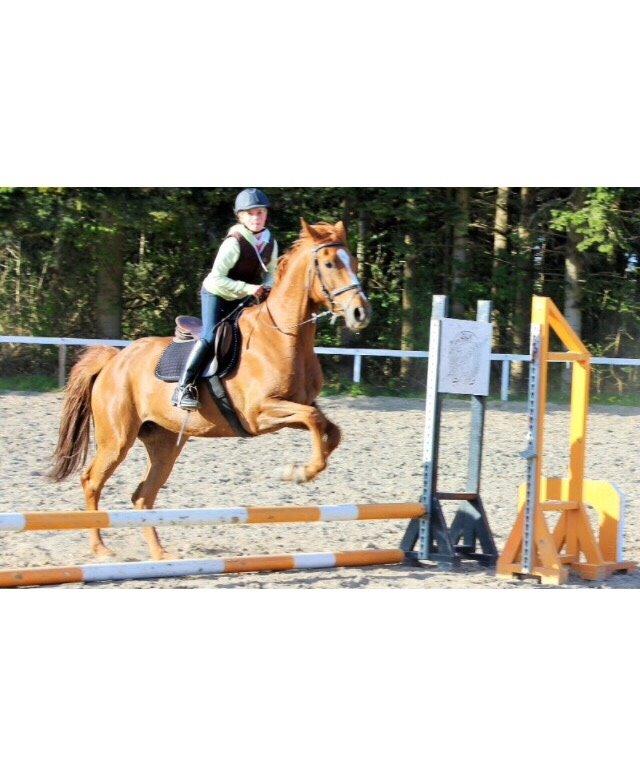 Dansk Varmblod Merry Dance  billede 12