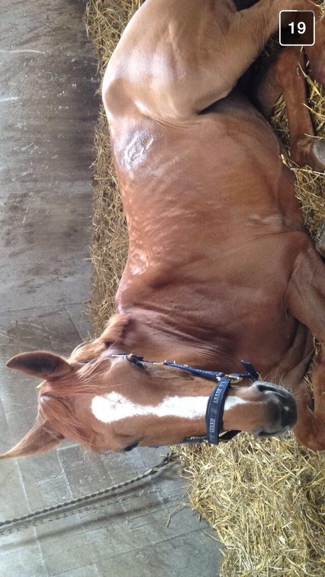 Dansk Varmblod Merry Dance  billede 13