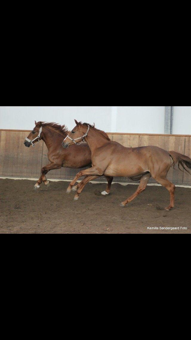 Dansk Varmblod Merry Dance  billede 16