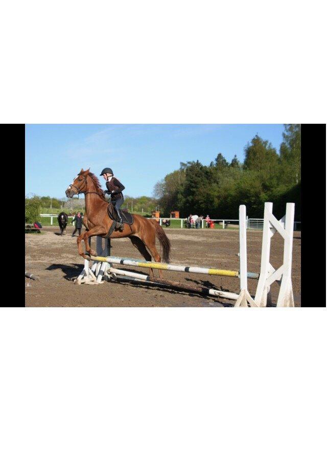 Dansk Varmblod Merry Dance  billede 20