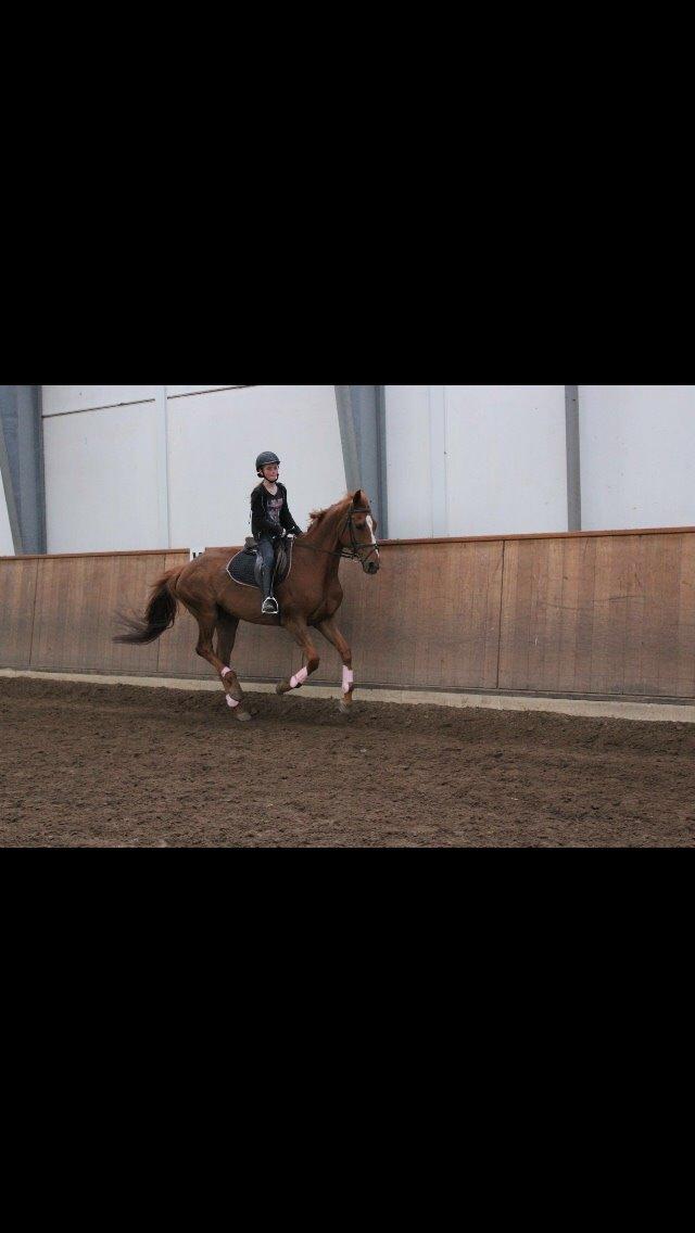 Dansk Varmblod Merry Dance  billede 17