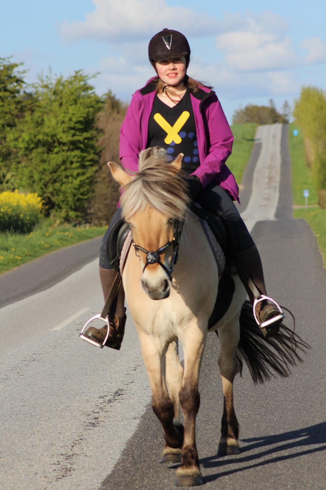 Fjordhest Nanzy - Maj 2015 billede 1